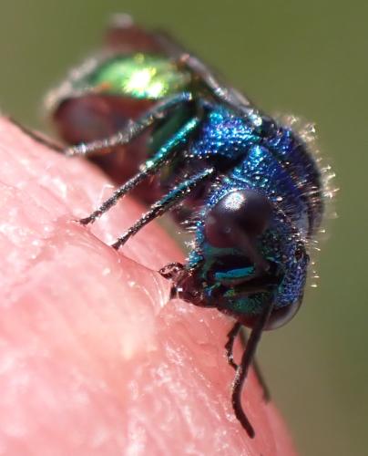 Pseudomalus auratus